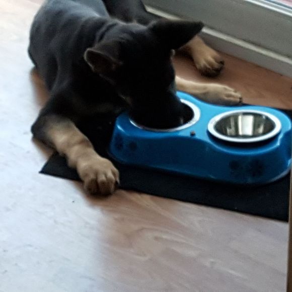 Meet your Posher, Evelyn - Picture 1 of 1